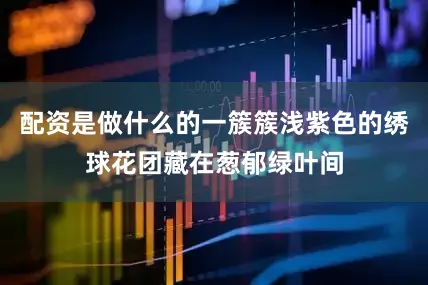 配资是做什么的一簇簇浅紫色的绣球花团藏在葱郁绿叶间